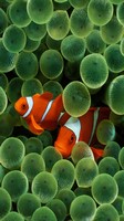 descargar wallpaper de animales